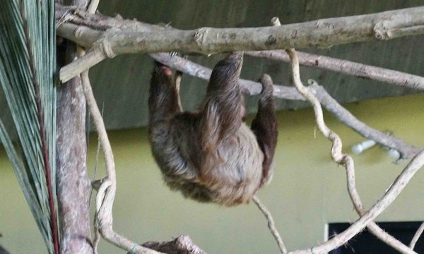 Captive rescued sloth, just hanging out